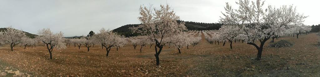 Atalaya Hostel Bogarra Kültér fotó